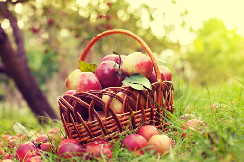 Basket with apples on the grass in the orchard