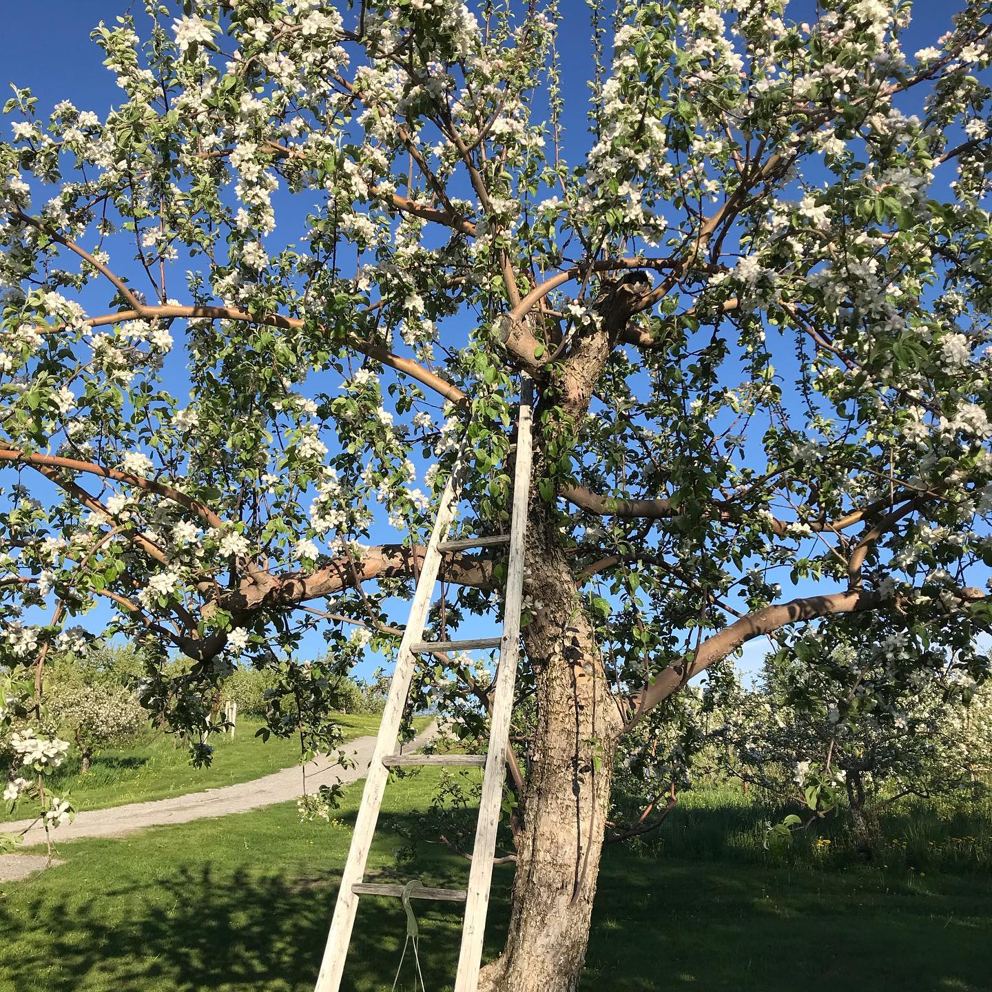 ricker-hill-orchards​-tree