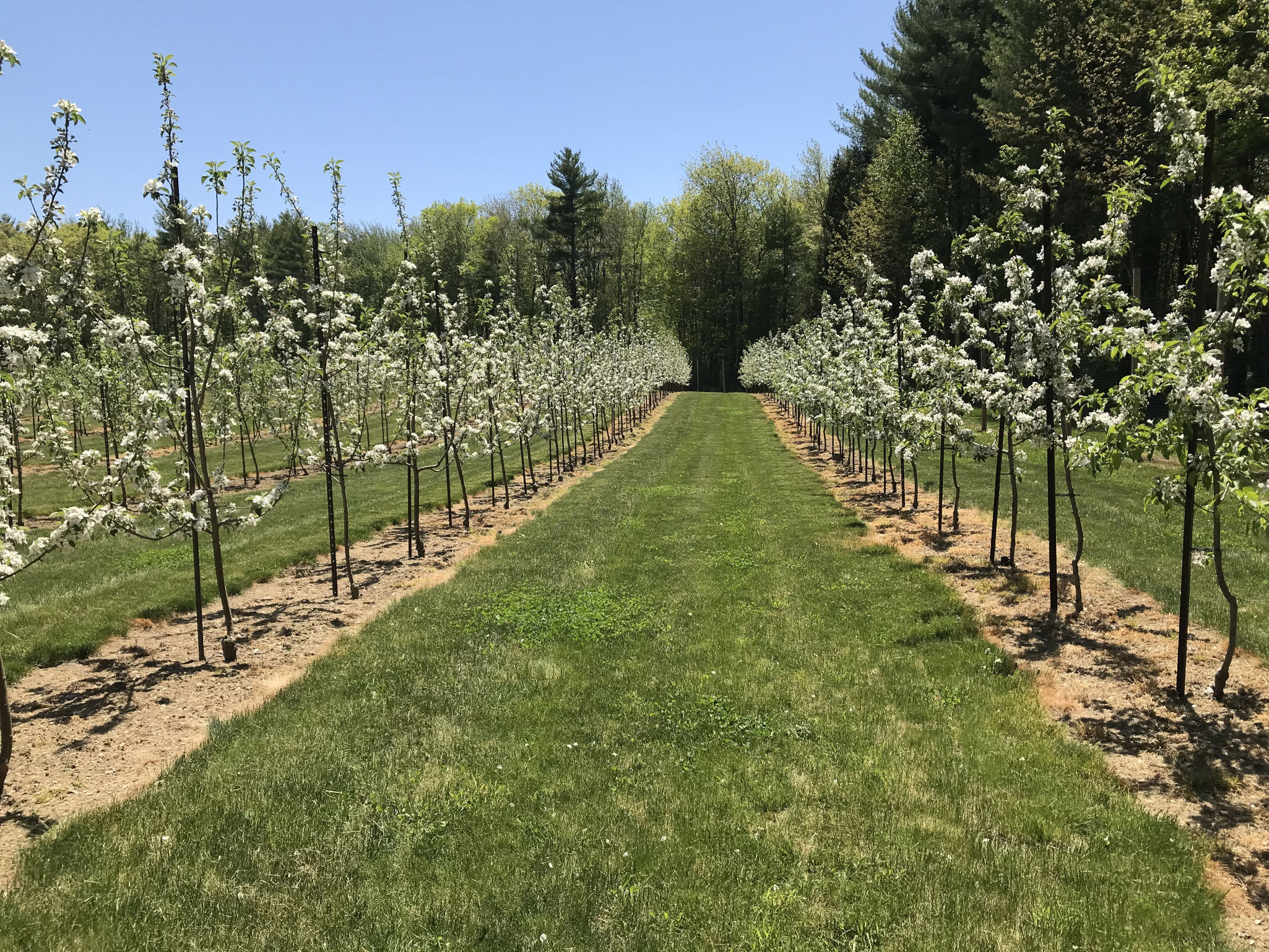 Apple Orchard Photo